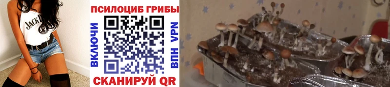 как найти   Белый  Галлюциногенные грибы Magic Shrooms 